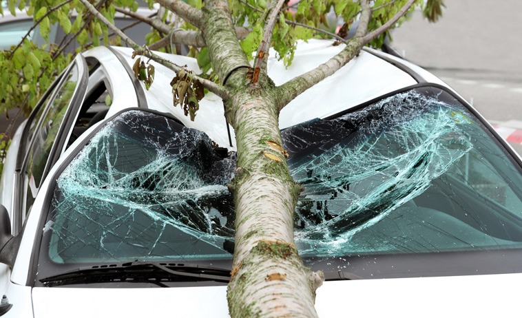 Photo of a tree crushing a car